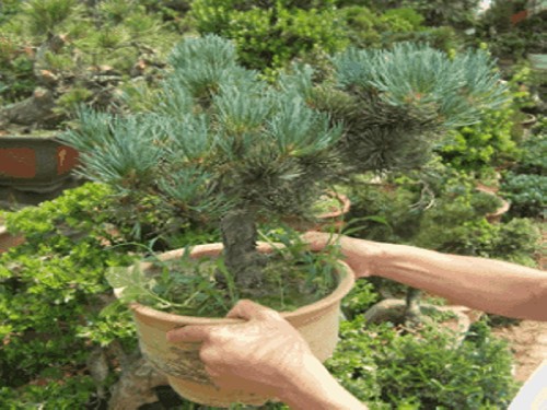 What about the yellowing of five-needle pine leaves (needles)