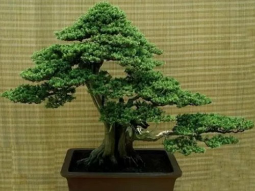 How to raise juniper bonsai-- maintenance method