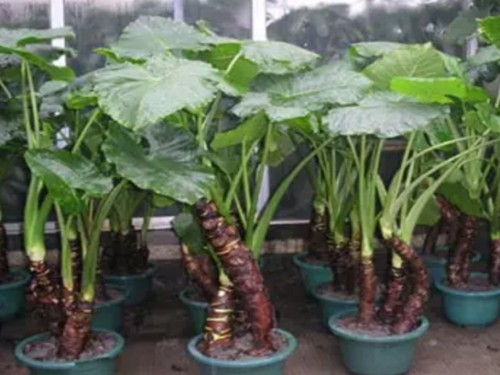 What about the rotten roots of Guanyin in potted plants?