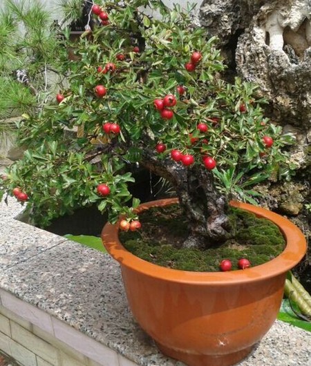 How to maintain Hawthorn bonsai