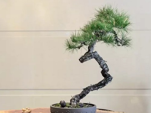 Selection and cultivation of bonsai of Pinus taiwanensis