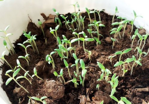 What kind of soil is used for seeding and seedling of Gypsophila paniculata?