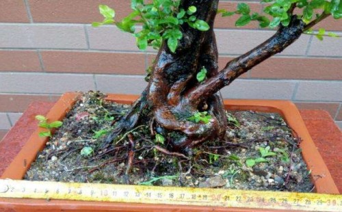 What kind of soil is used to cultivate finch plum bonsai