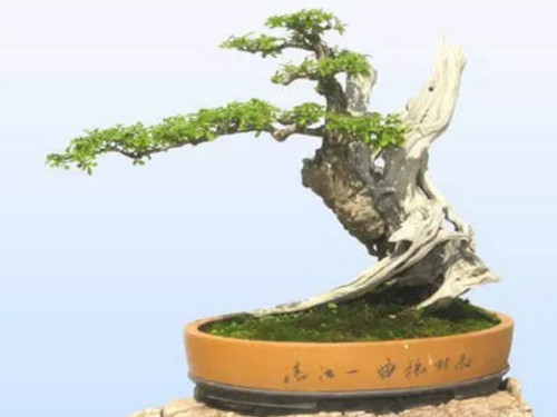 Material selection and cultivation of White Wax Bonsai