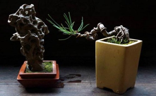 What kind of wire is used in bonsai modeling?