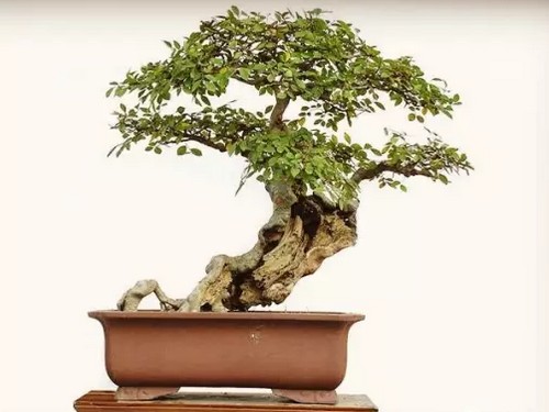 Selection and cultivation of bonsai of Ulmus pumila