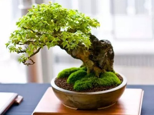 Selection and cultivation of bonsai of Acer truncatum