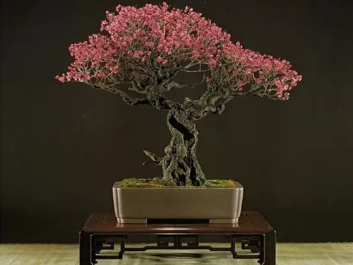 Material selection and cultivation methods of miscellaneous wood bonsai