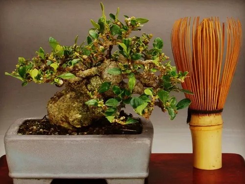 Gardenia bonsai is based on cultivation.