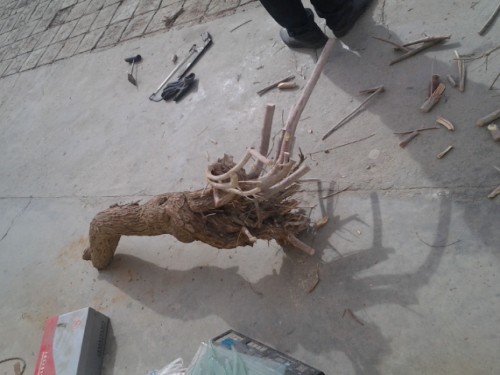 Skills of excavating bonsai piles in the field