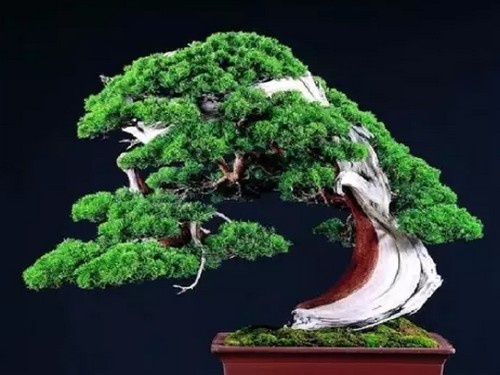 Material selection and cultivation of real cypress bonsai