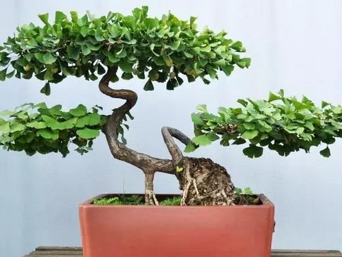 Material selection and cultivation of Ginkgo biloba bonsai