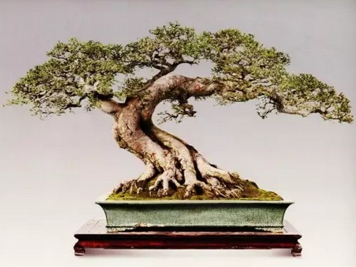 Material selection and cultivation of Pushu bonsai