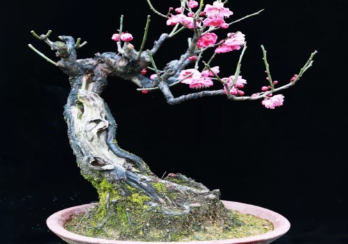 Plum blossom bonsai selection: which pot is the best for plum blossom