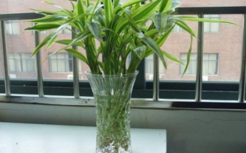 What kind of vase is suitable for water cultivation and rich bamboo