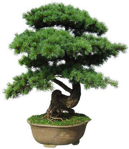 How to raise Penglai pine? Culture method of Penglai pine