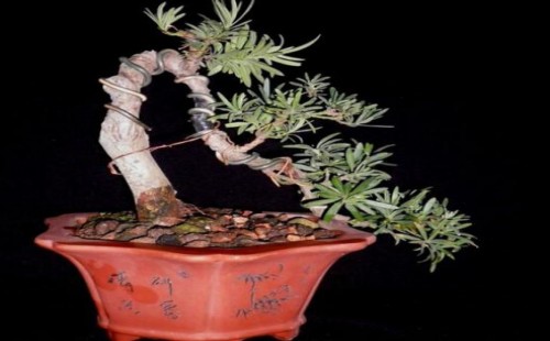 How long can the bonsai wire be removed?