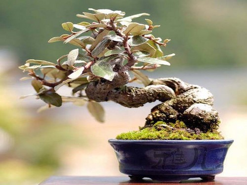 Maintenance and management method of Elaeagnus angustifolia bonsai