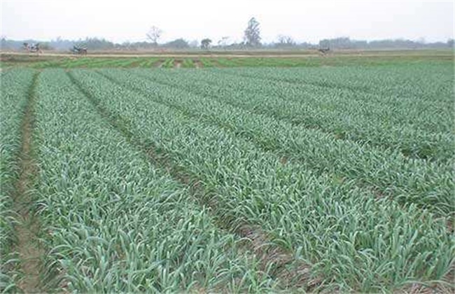 Causes and control measures of continuous cropping obstacles of garlic