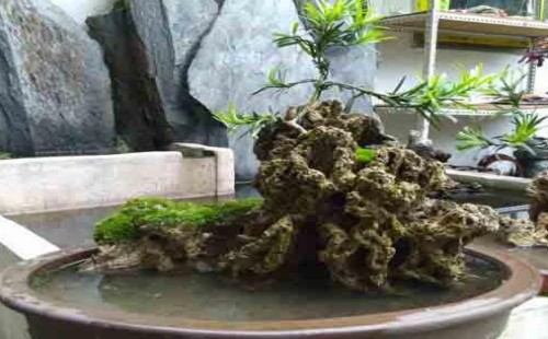 Skills of bonsai arrangement of water-absorbing rock rockery