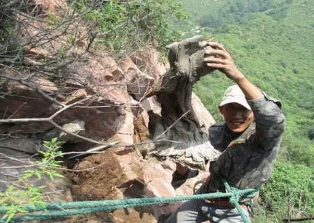 Transplanting technique of Sabina vulgaris bonsai