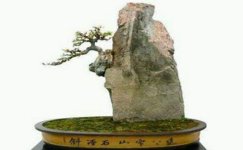 How to fix the stone with stone bonsai