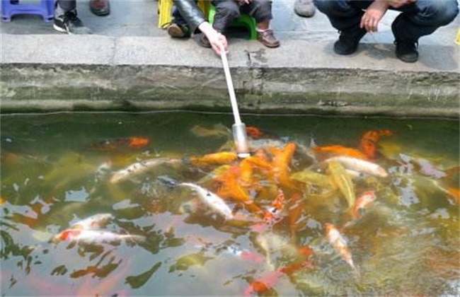 How to cultivate fish fry with soybean milk