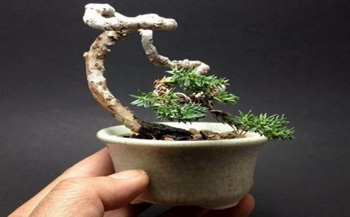 The method of making miniature tree stump bonsai