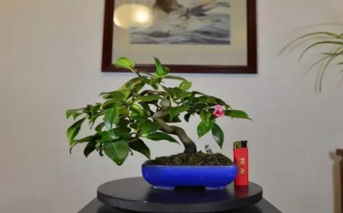 Analysis on the Prospect of miniature Bonsai Wholesale Market