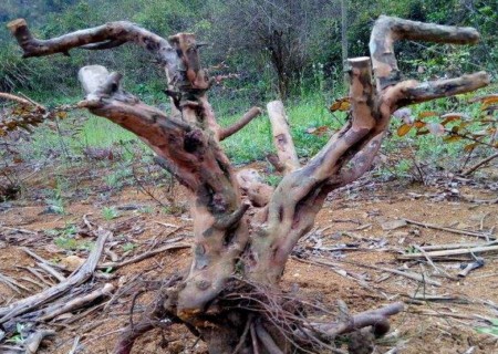 Cultivation and maintenance of Finch Plum under Mountain pile