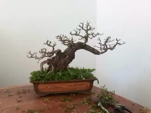 Potting technique of bonsai with tree stump