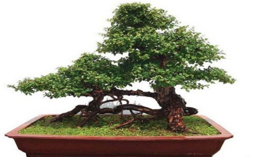 How to make the bonsai of tree stump show a sense of aging