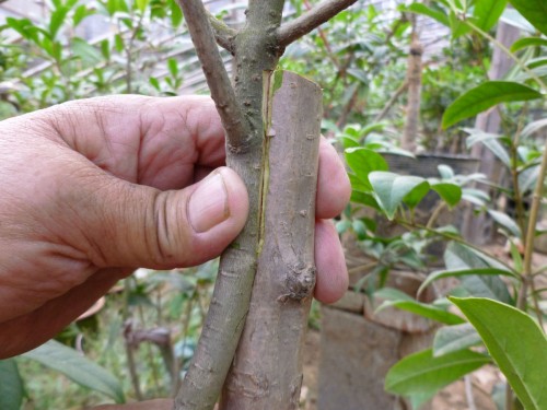 Diagram of root connection method for bonsai head of tree stump