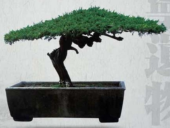 Antique Yangpai bonsai in Ming and Qing dynasties