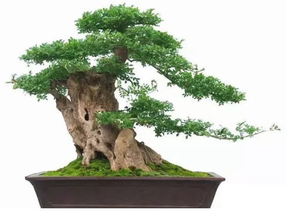 On Yangpai Bonsai and its characteristics