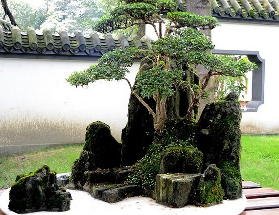 Sichuan style bonsai is rooted in Bashan Shushui.