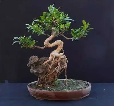 When trees meet stones-- trees with stone bonsai