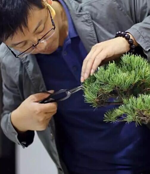 The supreme quiet beauty-- Banzhuju and his Su style bonsai