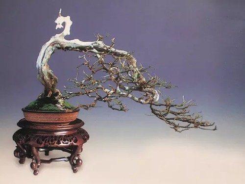 Su-style bonsai skills