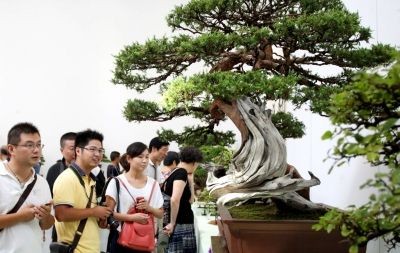 Su style Bonsai-- the Art of carving with time