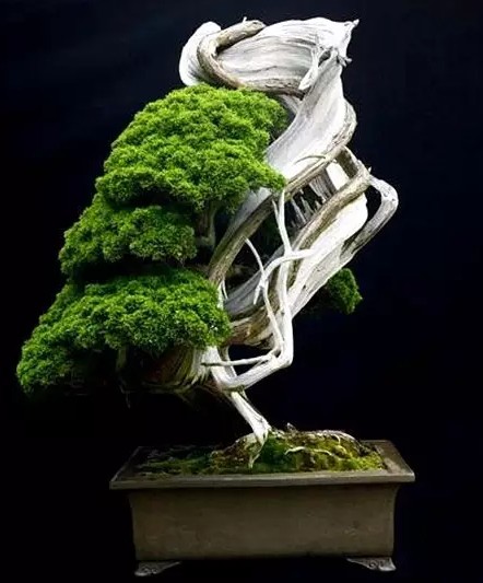 The overall beauty of bonsai trees