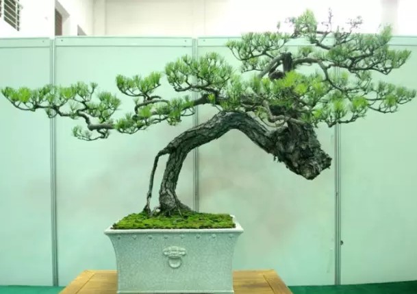 The Beauty of artistic Conception of Tree Bonsai