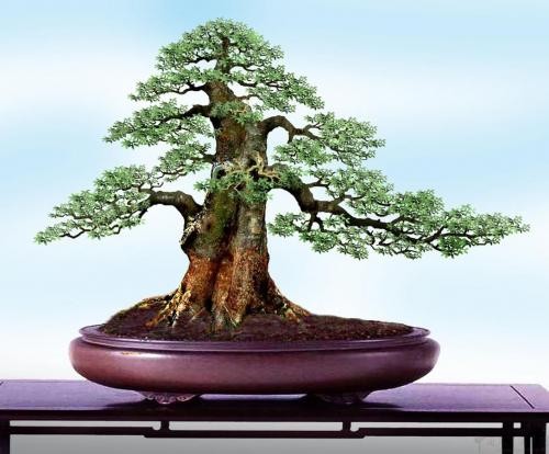 Basic Characteristics and Main Values of Su Style Bonsai