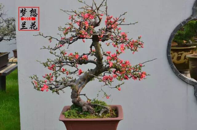 Yangpai Bonsai Museum of Skinny West Lake