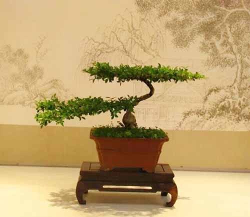 The creative skills of Yangpai bonsai