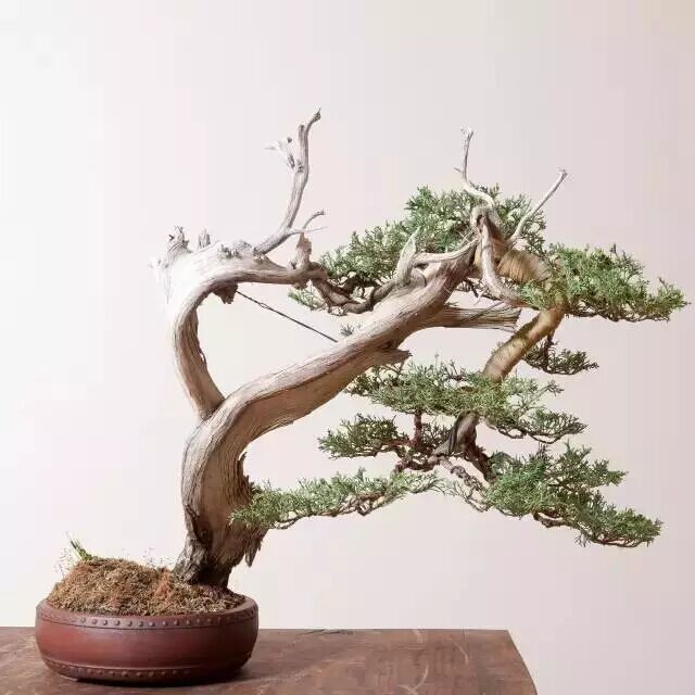 Sabina vulgaris (bonsai)-the only living fossil of plants