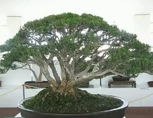 Winter management of tree stump bonsai