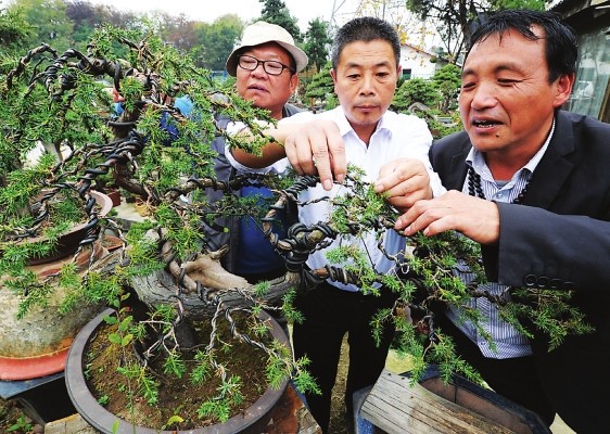 The climbing technique of Su Pai Bonsai