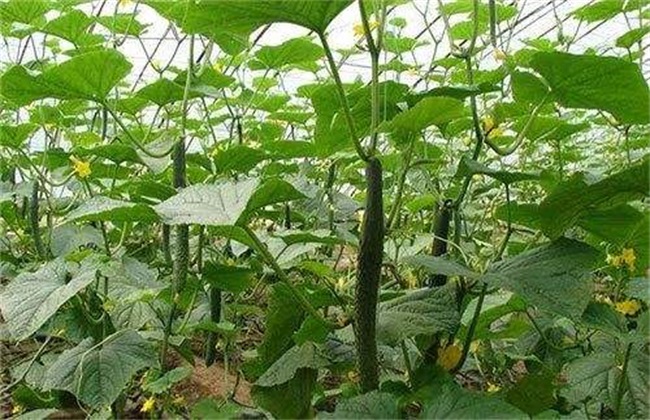 Management techniques in the Middle and late stage of Cucumber