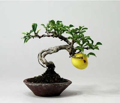 Pots and precautions for miniature bonsai